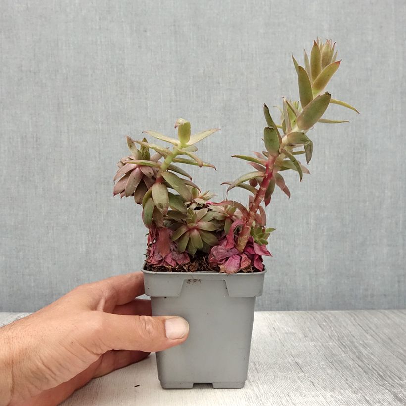 Spécimen de Sempervivum Chick Charms ® Bing Cherry - Joubarbe bourgogne Pot de 10 cm/11cm tel que livré en été