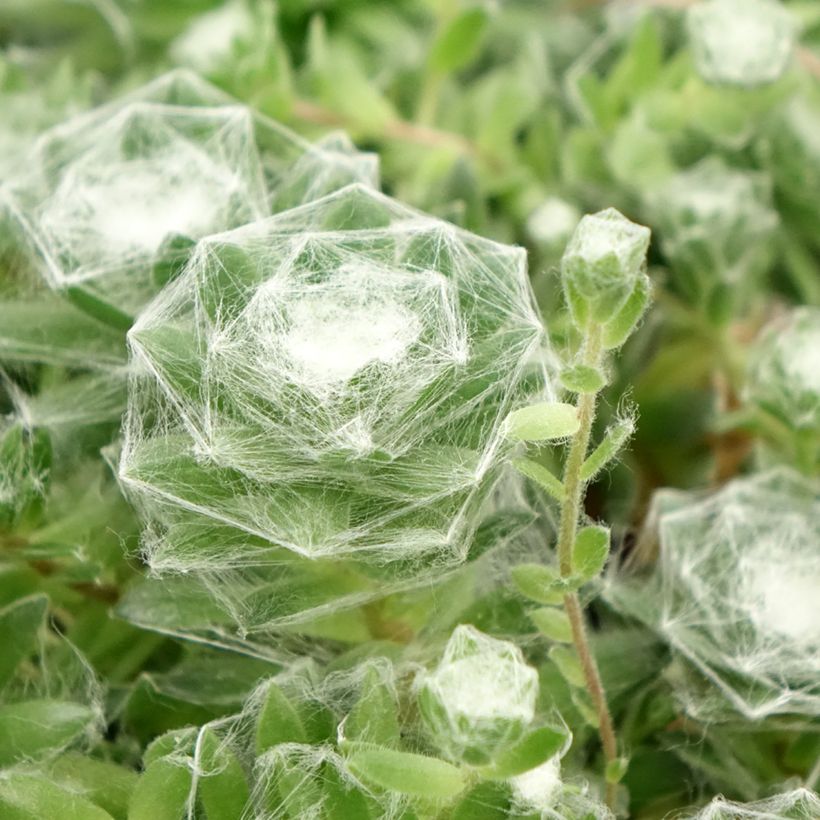 Sempervivum Chick Charms ® Cotton Candy - Joubarbe verte au cœur cotonneux (Feuillage)
