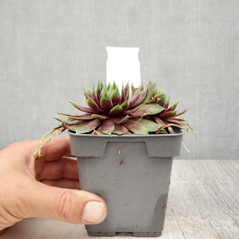 Spécimen de Sempervivum Chick Charms ® Cranberry Cocktail - Joubarbe pourpre sombre pointé de vert Pot de 10 cm/11cm tel que livré en été