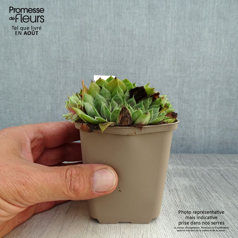 Spécimen de Sempervivum Commander Hay - Joubarbe hybride rouge et verte Godet de 8/9 cm tel que livré en été