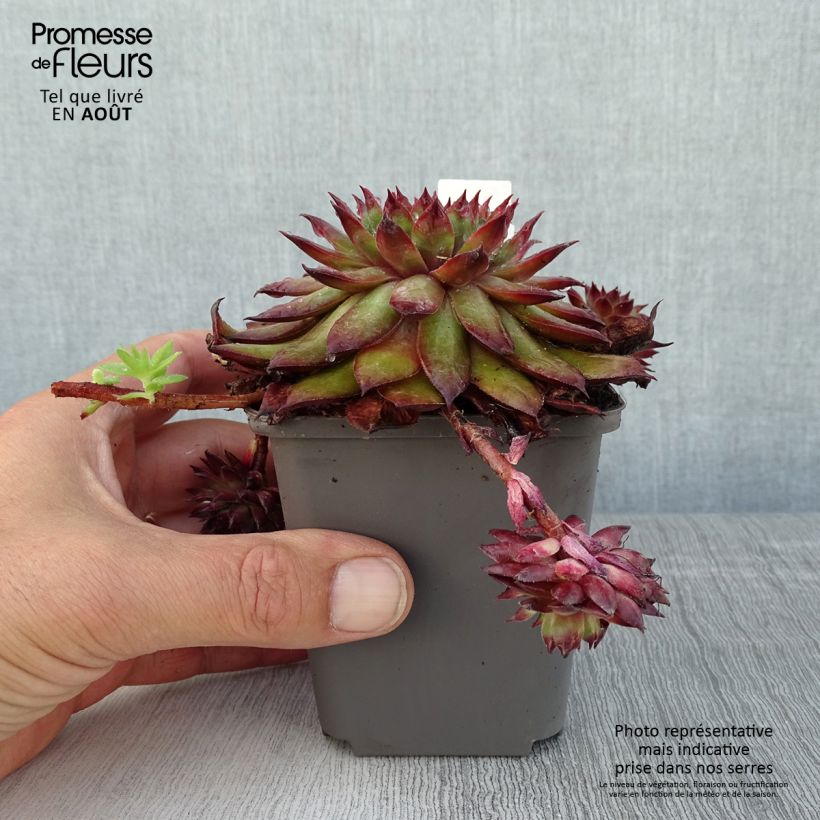 Spécimen de Sempervivum Dark Beauty - Joubarbe pourpre foncé Godet de 8/9 cm tel que livré en été