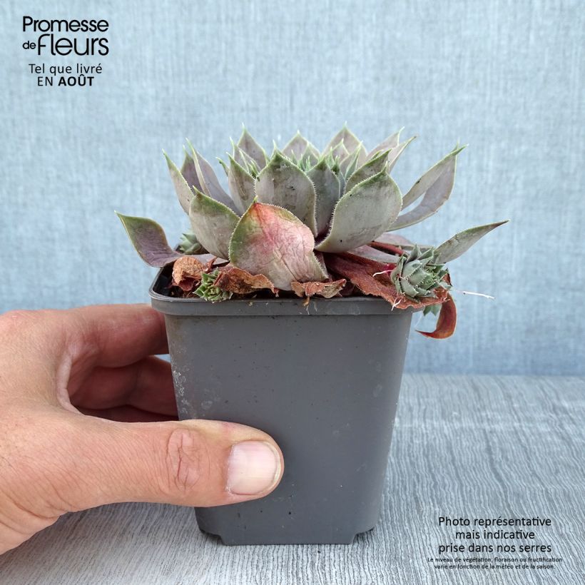 Spécimen de Sempervivum Feldmaier - Joubarbe hybride  Godet de 8/9 cm tel que livré en été