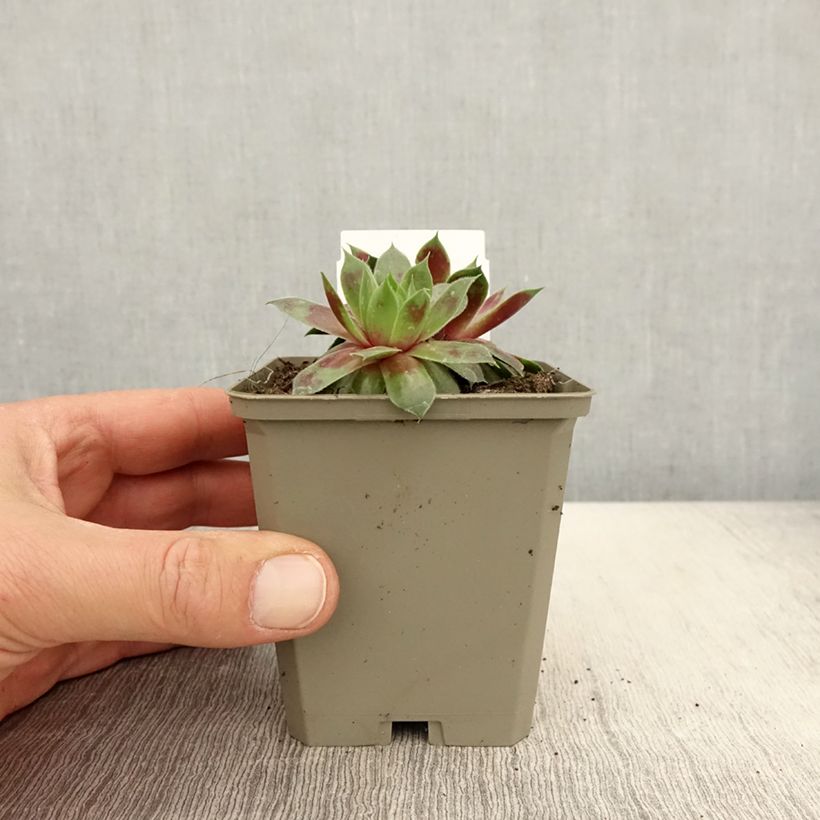 Spécimen de Sempervivum Gay Jester - Joubarbe hybride - Godet de 8/9 cm tel que livré au printemps