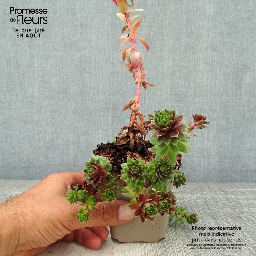 Spécimen de Sempervivum Granat - Joubarbe hybride poupre et vert amande Godet de 8/9 cm tel que livré en été