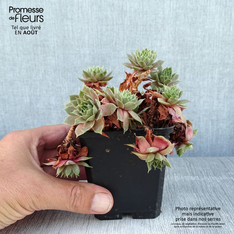 Spécimen de Sempervivum Othello - Joubarbe hybride pourpre. Godet de 8/9 cm tel que livré en été