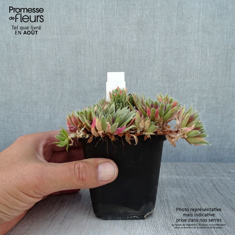 Spécimen de Sempervivum Pilatus - Joubarbe hybride bronze-violacé. Godet de 8/9 cm tel que livré en été