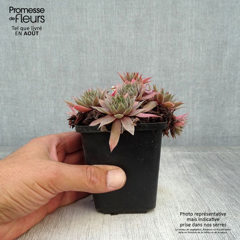 Spécimen de Sempervivum Purple Beauty - Joubarbe bleu vert teinté de pourpre Godet de 8/9 cm tel que livré en été