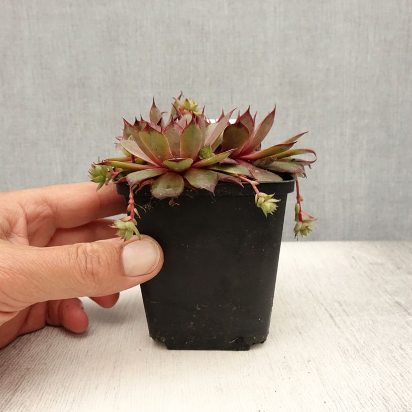 Spécimen de Sempervivum Rauher Kulm - Joubarbe hybride Godet de 8/9 cm tel que livré en été