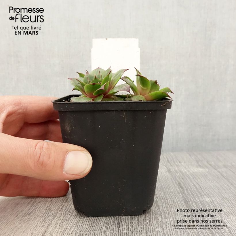 Spécimen de Sempervivum Rauher Kulm - Joubarbe hybride - Godet de 8/9 cm tel que livré au printemps