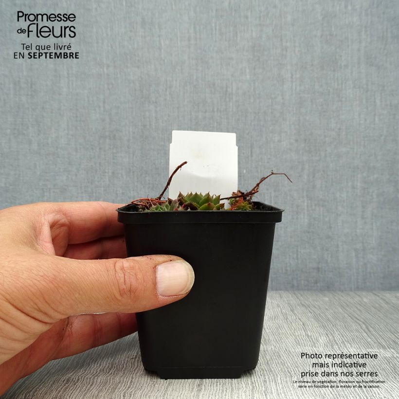 Spécimen de Sempervivum Santis - Joubarbe hybride Godet de 8/9 cm tel que livré en automne