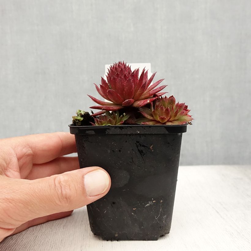 Spécimen de Sempervivum Santis - Joubarbe hybride Godet de 8/9 cm tel que livré en été