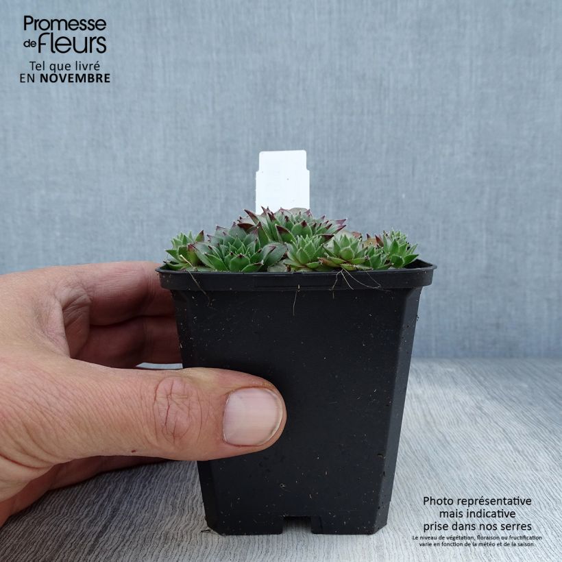 Spécimen de Sempervivum tectorum - Joubarbe des toits Godet de 8/9 cm tel que livré en automne
