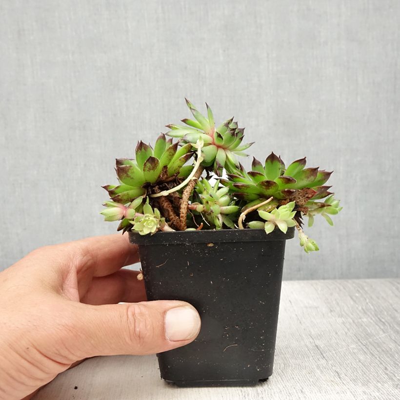 Spécimen de Sempervivum tectorum - Joubarbe des toits Godet de 8/9 cm tel que livré en été