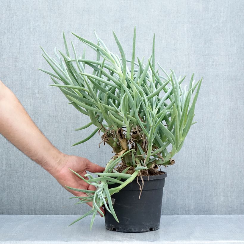 Spécimen de Senecio ficoides Pot de 2L/3L tel que livré en été