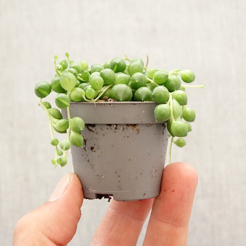 Spécimen de Senecio herreianus - Collier de perles Mini-plante tel que livré au printemps