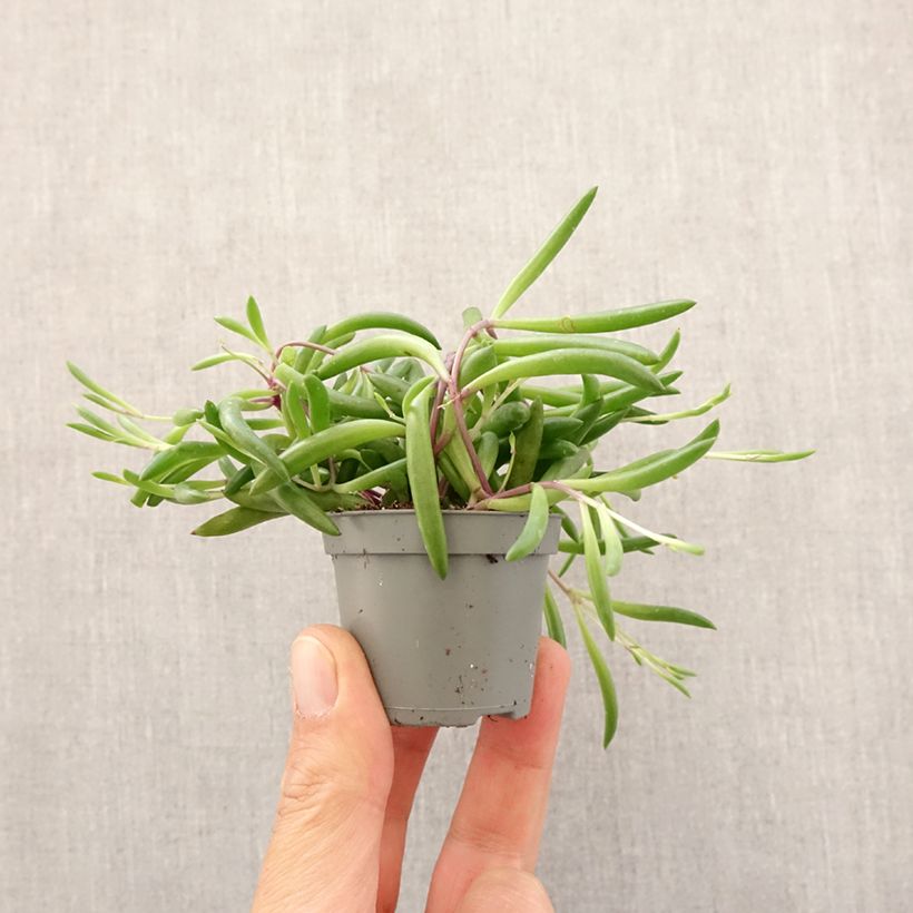 Spécimen de Senecio herreianus Purple Flush Mini-plante tel que livré au printemps