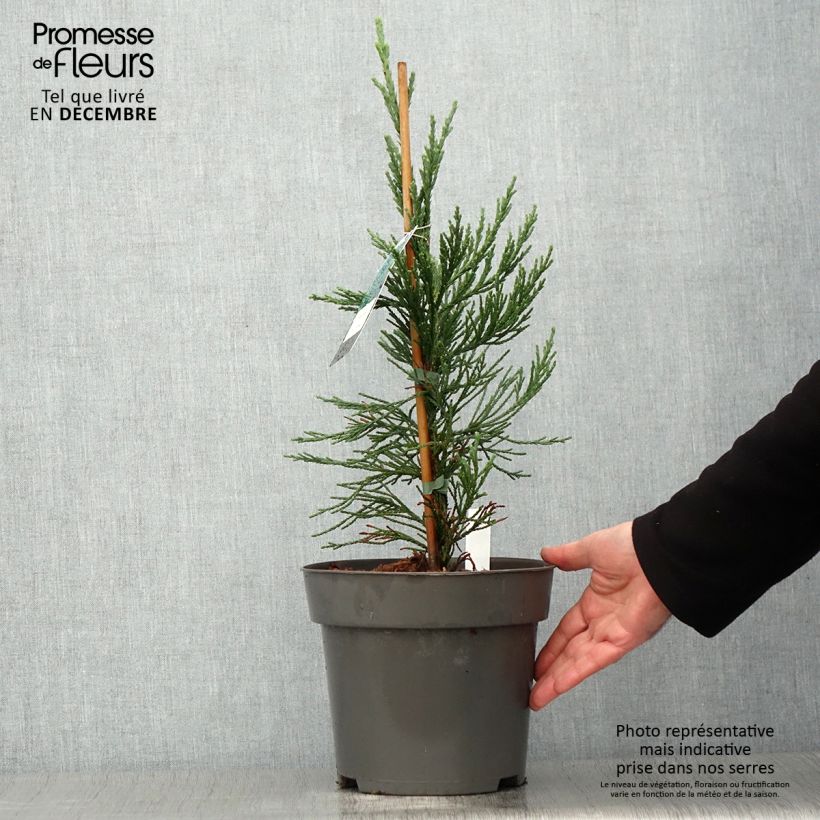 Spécimen de Séquoia géant - Sequoiadendron giganteum Glaucum         Pot de 4L/5L tel que livré en automne