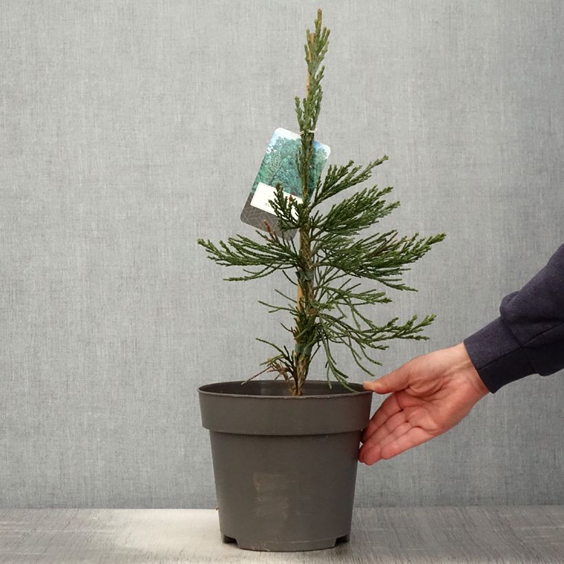 Spécimen de Séquoia géant - Sequoiadendron giganteum Glaucum         Pot de 4L/5LHauteur livrée env. 50/60cm tel que livré au printemps