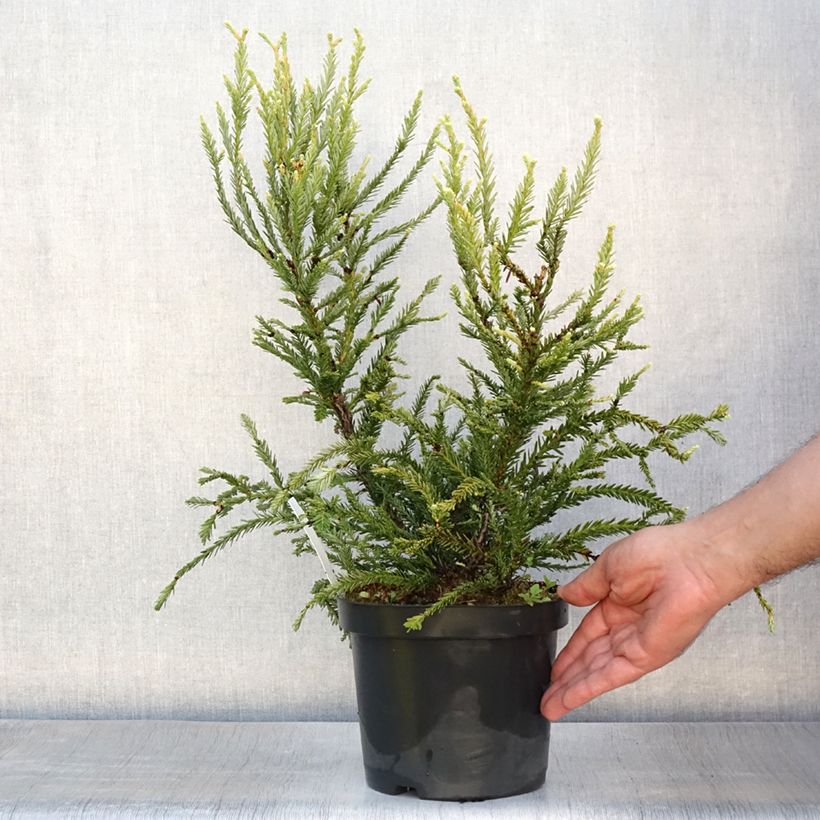 Spécimen de Sequoia sempervirens Adpressa - Séquoia nain Pot de 3L/4L tel que livré en été