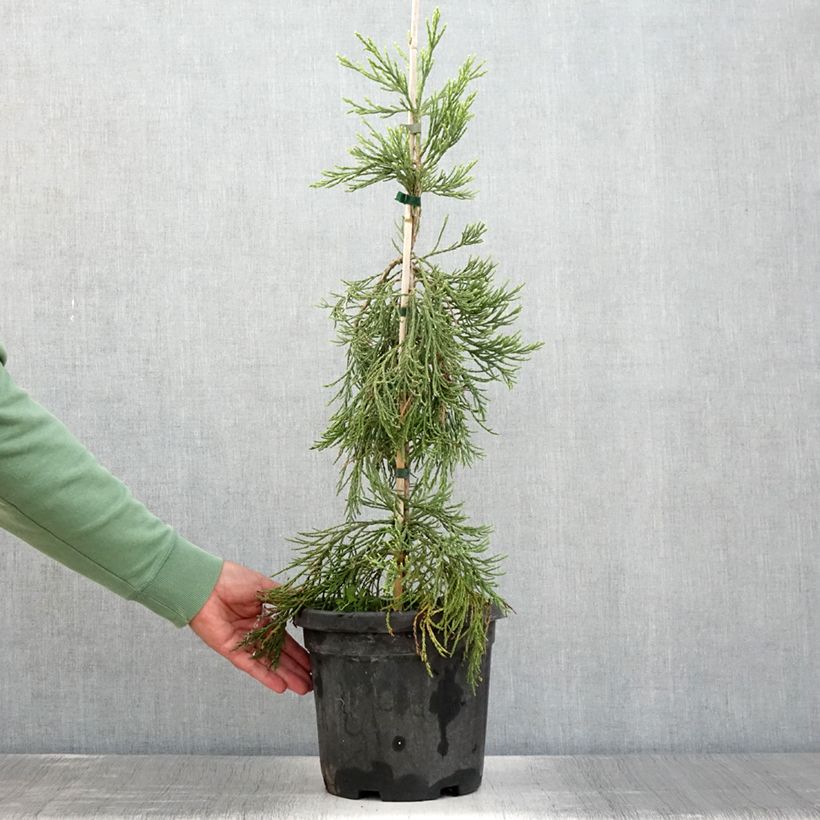 Spécimen de Sequoiadendron giganteum Pendulum - Séquoia géant pleureur Pot de 4L/5L tel que livré en été