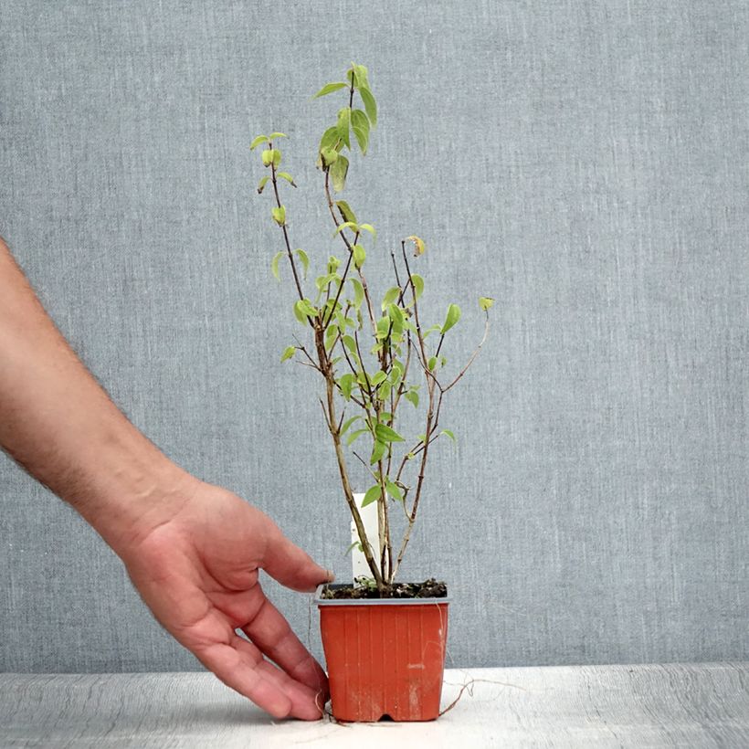 Spécimen de Seringat de Lemoine - Philadelphus Lemoinei Godet de 8/9 cm tel que livré en été