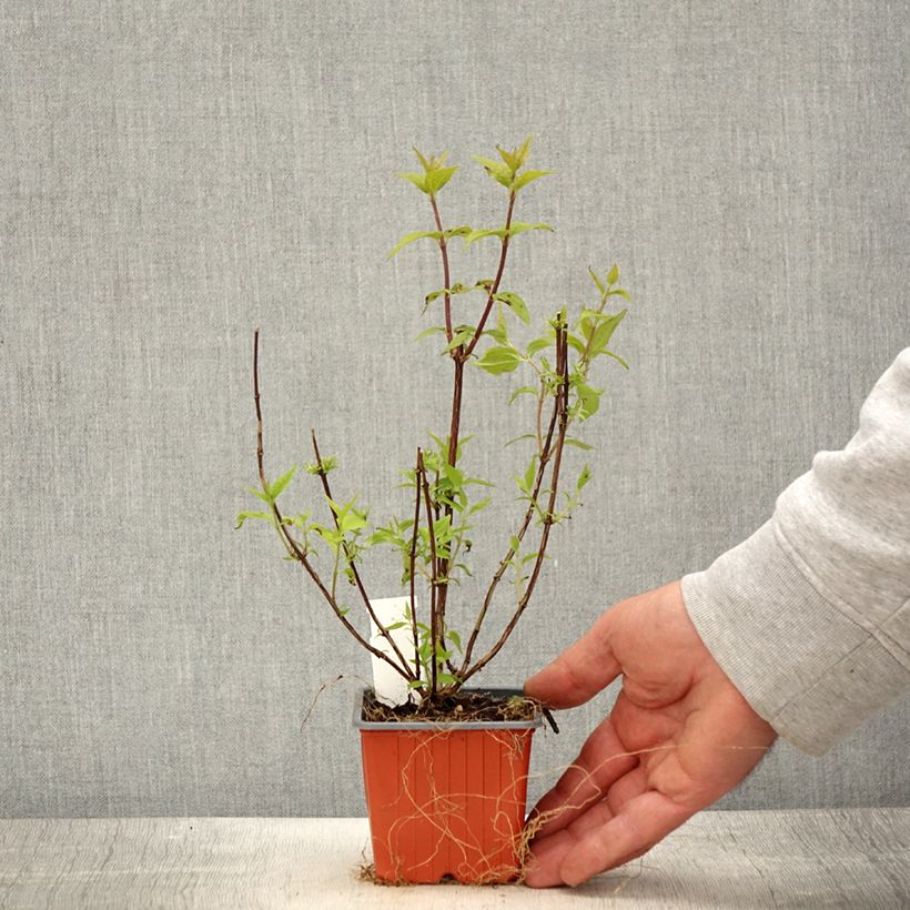 Spécimen de Seringat de Lemoine - Philadelphus Lemoinei - Godet de 8/9 cm tel que livré au printemps