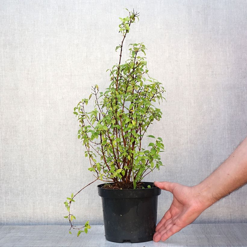 Spécimen de Seringat de Lemoine - Philadelphus Lemoinei Pot de 3L/4L tel que livré en été