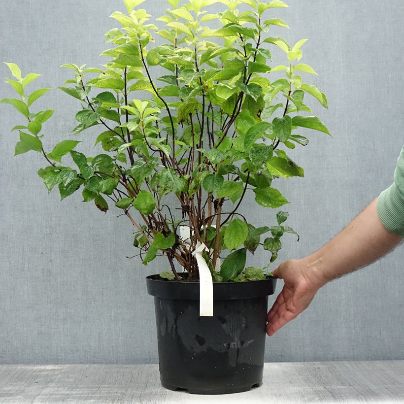 Spécimen de Seringat des jardins - Philadelphus coronarius Aureus Pot de 7,5L/10L tel que livré en été