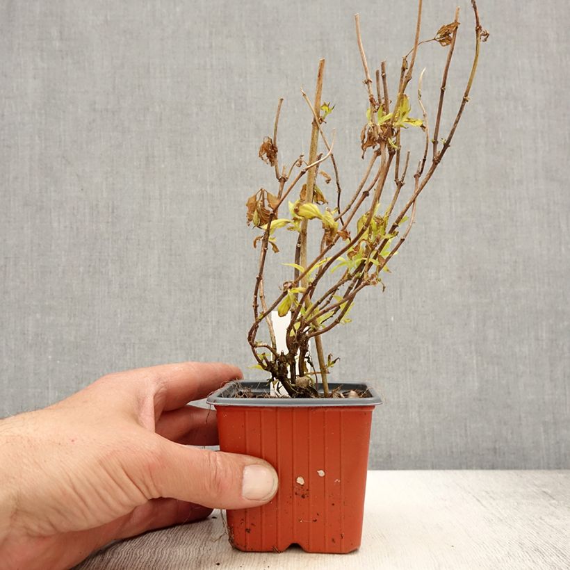 Spécimen de Seringat des jardins - Philadelphus coronarius Aureus - Godet de 8/9 cm tel que livré au printemps