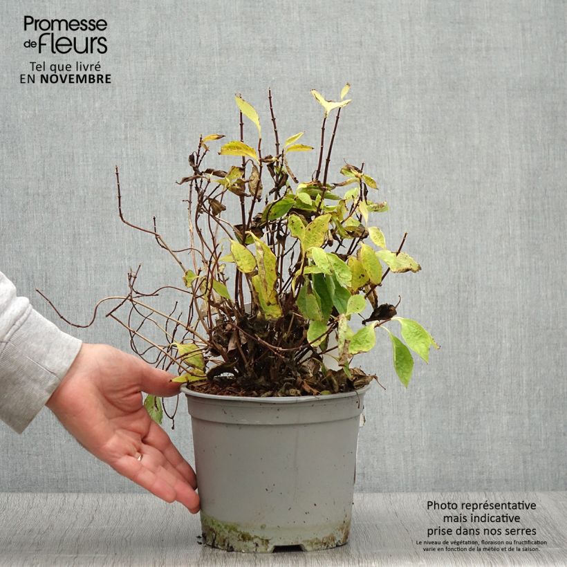 Spécimen de Seringat des jardins - Philadelphus coronarius Kostelec WB Pot de 3L/4L tel que livré en automne