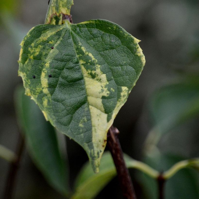 Seringat des Jardins - Philadelphus Innocence (Feuillage)