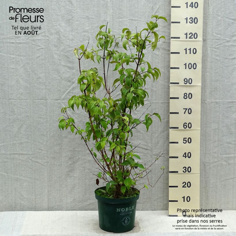 Spécimen de Seringat des jardins - Philadelphus Starbright Pot de 7,5L/10L tel que livré en été