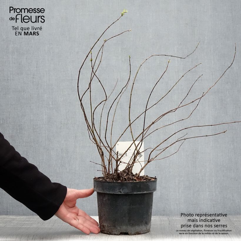 Spécimen de Seringat - Philadelphus Beauclerk en pot de 2l/3l tel que livré au printemps