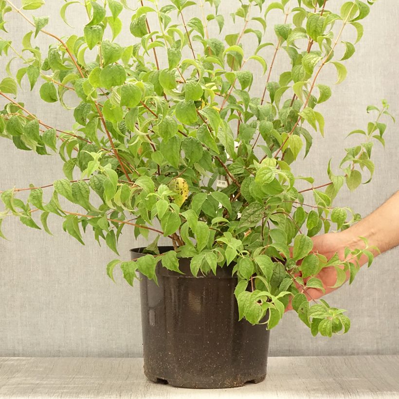 Spécimen de Seringat - Philadelphus Beauclerk Pot de 7,5L/10L tel que livré en été