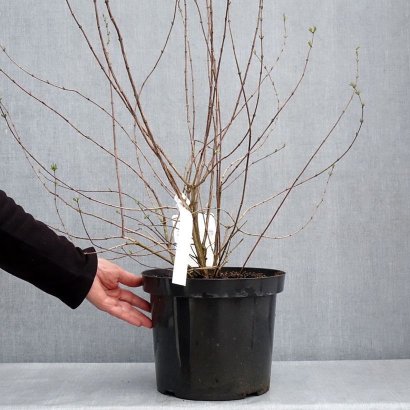 Spécimen de Seringat - Philadelphus Beauclerk en pot de 7,5l/10l tel que livré au printemps