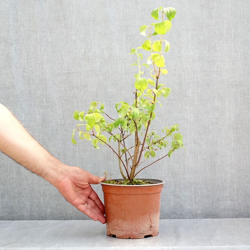 Spécimen de Seringat - Philadelphus coronarius Justynka Pot de 3L/4L tel que livré en été