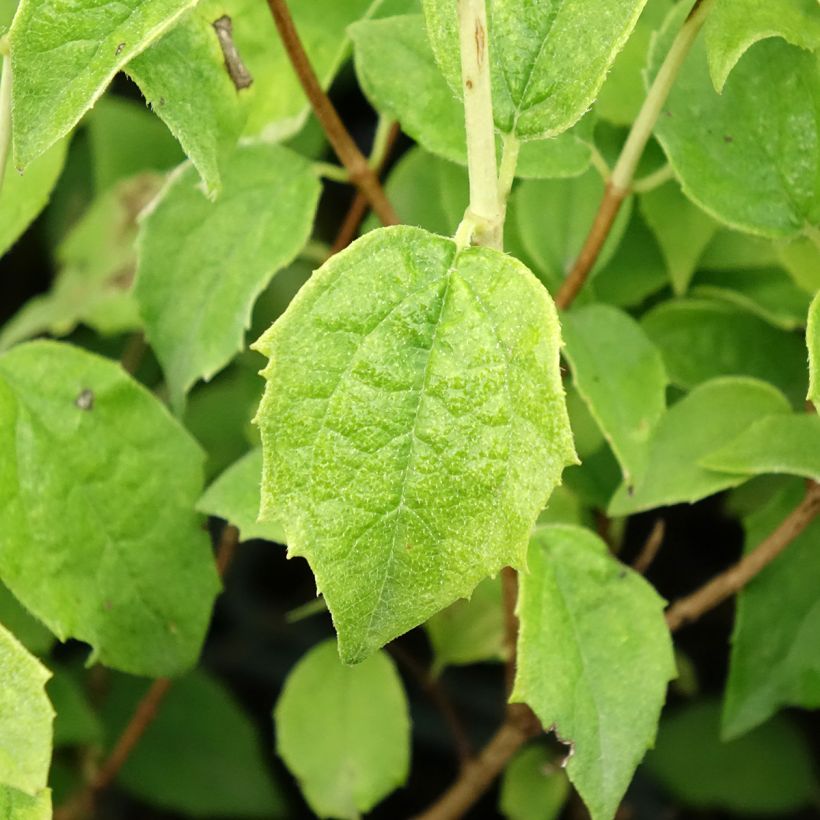Seringat - Philadelphus Frosty Morn (Feuillage)