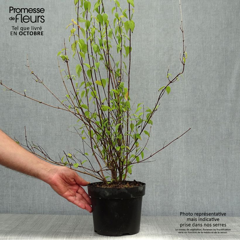 Spécimen de Seringat - Philadelphus polyanthus Mont Blanc Pot de 3L/4L tel que livré en automne