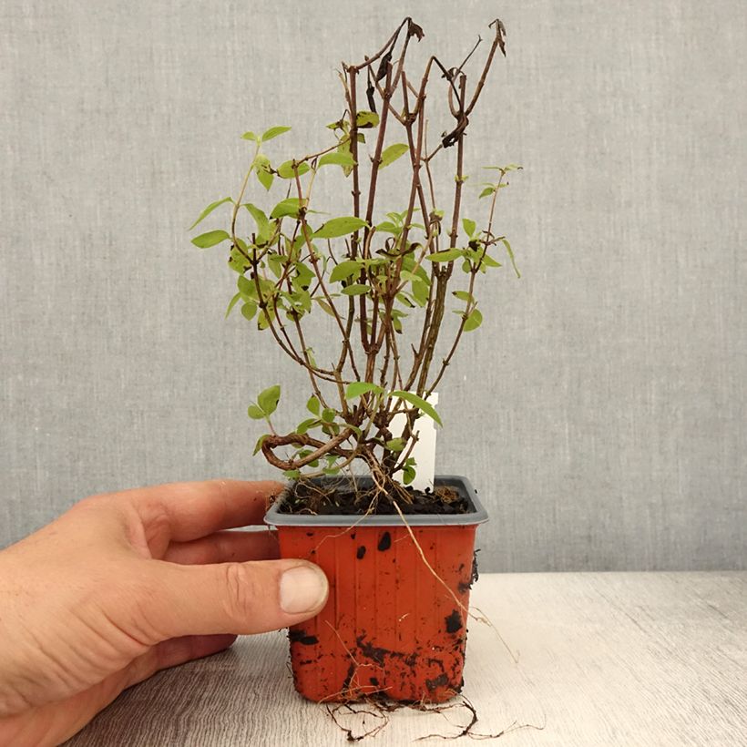 Spécimen de Seringat - Philadelphus Silberregen - Godet de 8/9 cm tel que livré au printemps