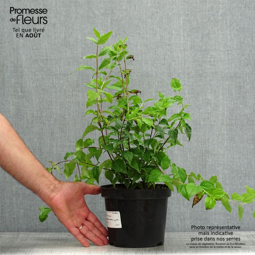 Spécimen de Seringat - Philadelphus Snowbelle Pot de 2L/3L tel que livré en été