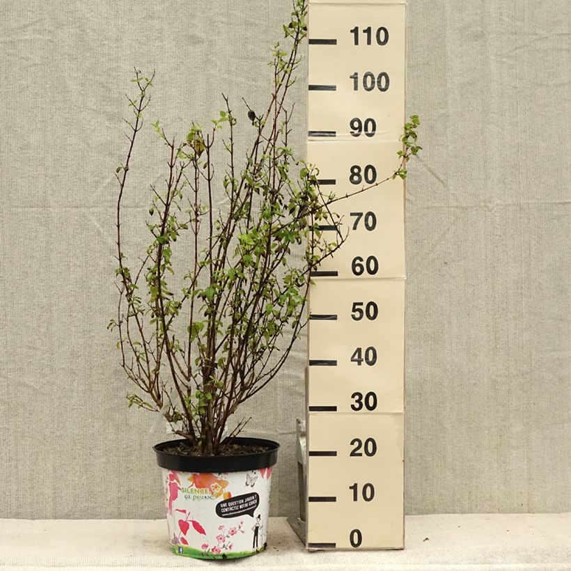 Spécimen de Seringat - Philadelphus Snowbelle Pot de 7,5L/10L tel que livré en été