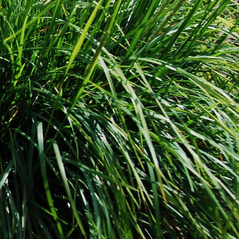 Sesleria autumnalis - Seslérie d'automne (Feuillage)