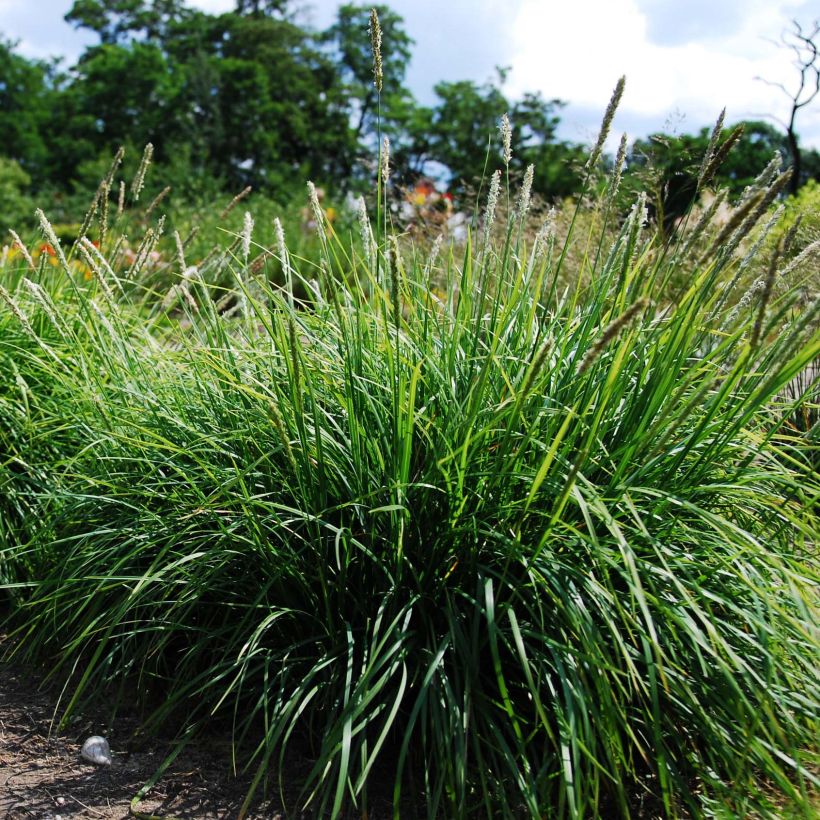 Sesleria autumnalis - Seslérie d'automne (Port)