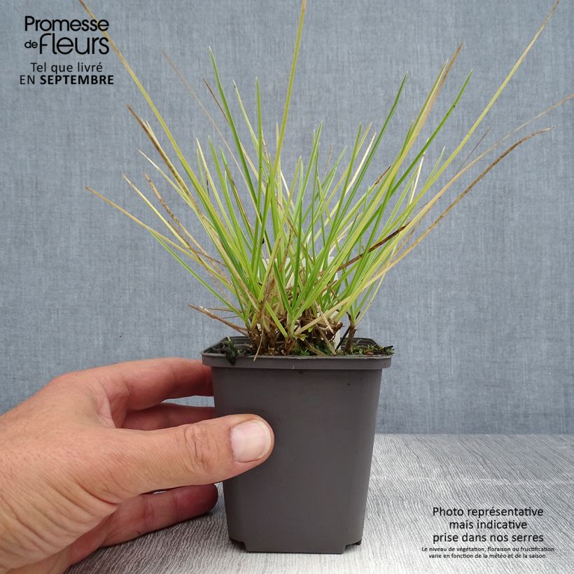 Spécimen de Sesleria autumnalis - Seslérie d'automne Godet de 8/9 cm tel que livré en été
