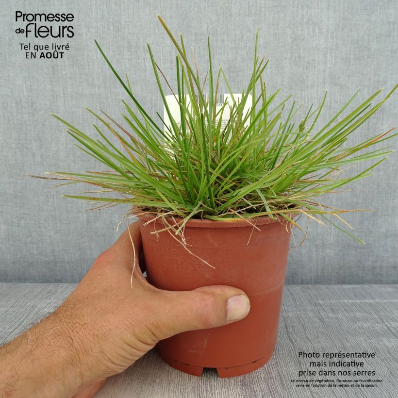 Spécimen de Sesleria caerulea - Seslérie bleue Pot de 1L/1.5L tel que livré en été