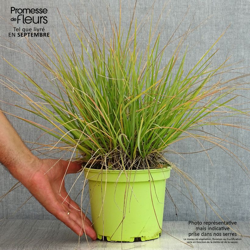 Spécimen de Sesleria heufleriana - Seslerie Pot de 2L/3L tel que livré en été