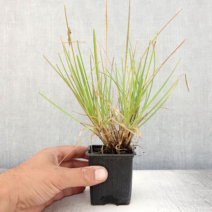 Spécimen de Sesleria sadleriana - Seslérie Godet de 8/9 cm tel que livré en été