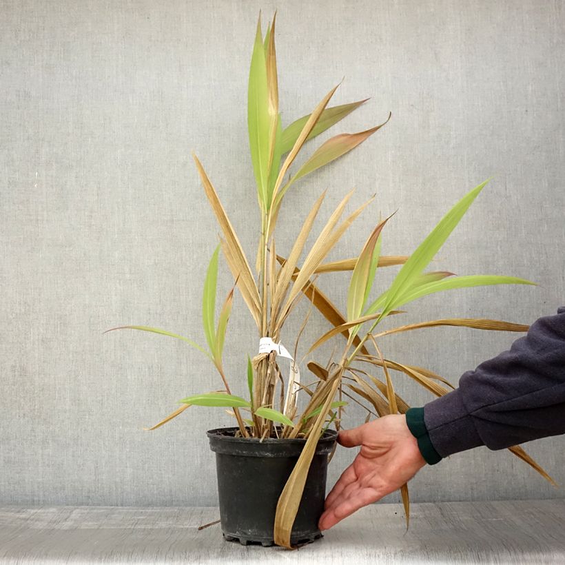 Spécimen de Setaria palmifolia - Herbe-palmier Pot de 2L/3L tel que livré en automne
