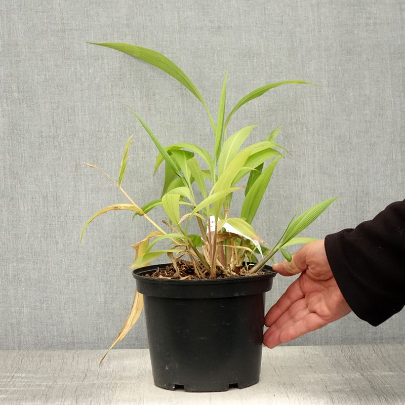 Spécimen de Setaria palmifolia - Herbe-palmier Pot de 2L/3L tel que livré en été