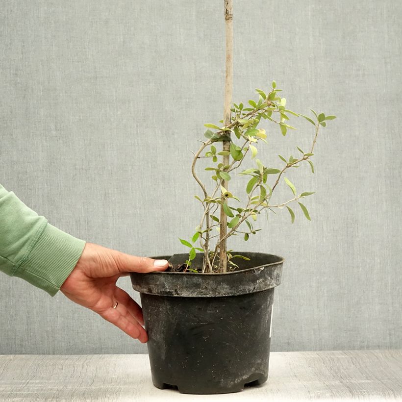 Spécimen de Shepherdia argentea - Shépherdie argentée Pot de 3L/4L tel que livré en été